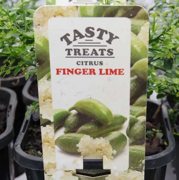 Lime 'Finger Lime'