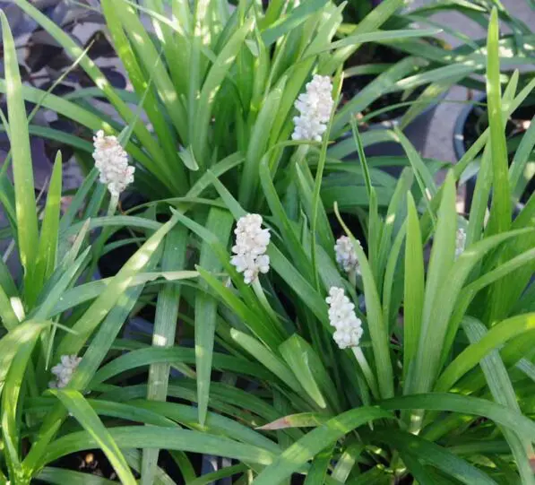 Liriope 'Monroe White'