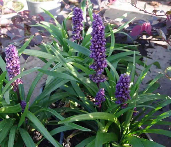 Liriope 'Royal Purple'