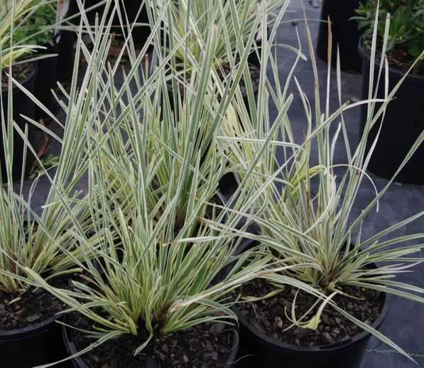 Lomandra 'White Sands'