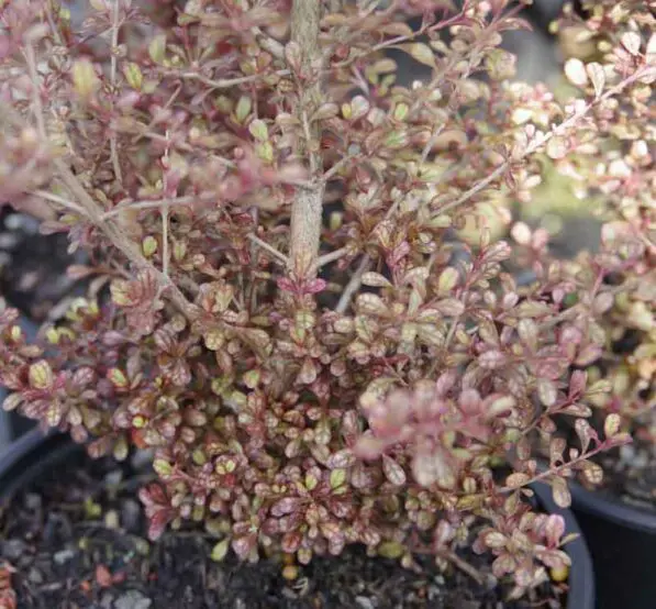 Lophomyrtus obcordata