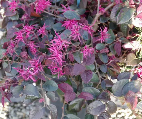 Loropetalum 'Plum Delight'