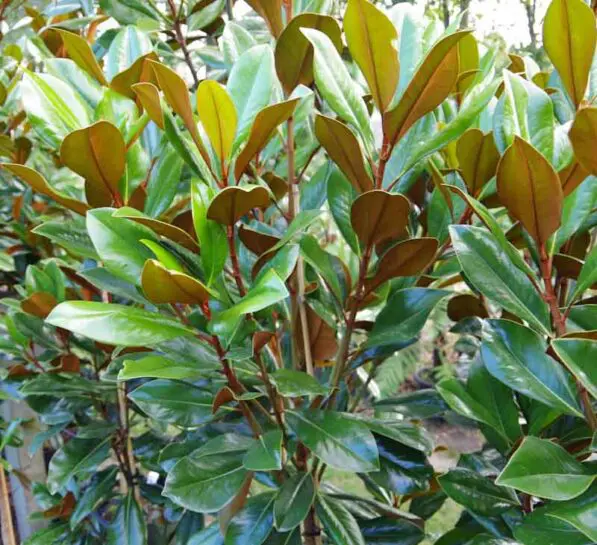 Magnolia grandiflora 'Blanchard'