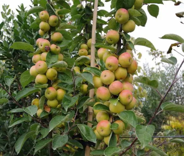 Malus 'Arrow Gold'