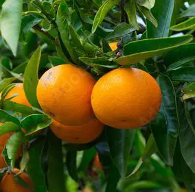 Mandarin 'Encore'