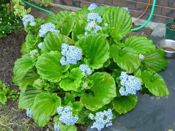 Myosotidium hortensium