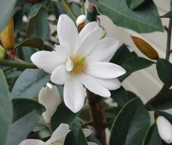 Magnolia 'Fairy White'