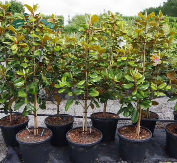 Magnolia grandiflora 'Teddy Bear'