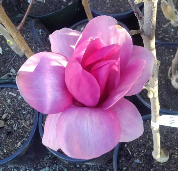 Magnolia 'Royal Purple'