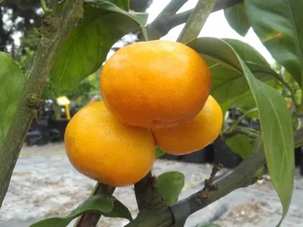 Mandarin 'Miho'
