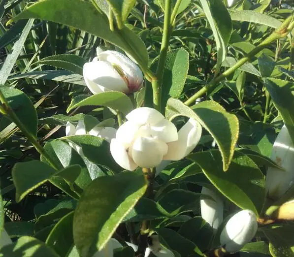 Michelia 'Mixed Up Miss'