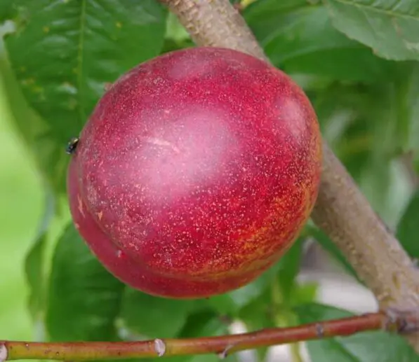 Nectarine 'Red Gold'