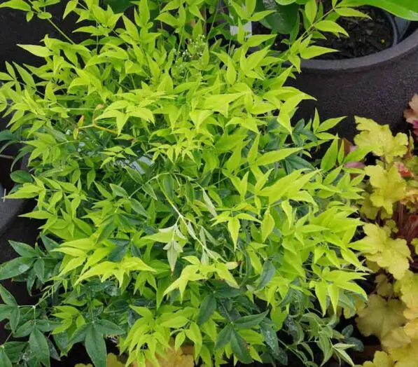 Nandina 'Lemon & Lime'