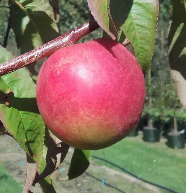Nectarine 'Goldmine'