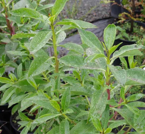 Myoporum laetum