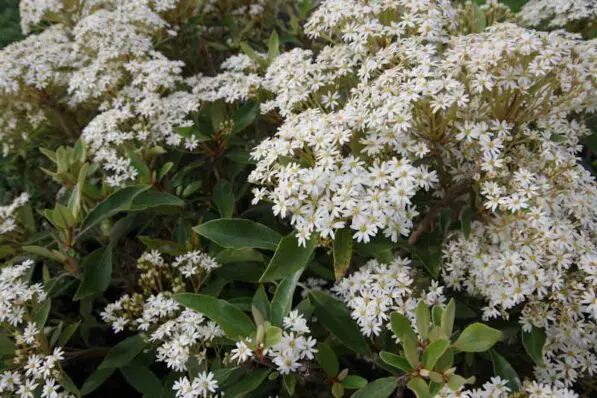 Olearia cheesemanii