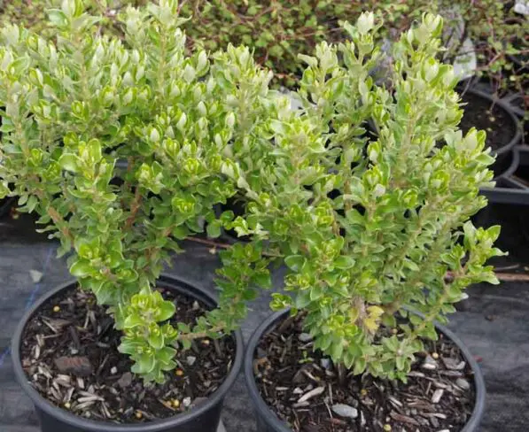 Olearia nummulariifolia