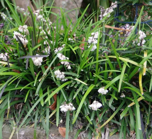 Ophiopogon japonicus