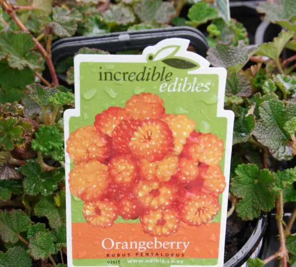Rubus pentalobus