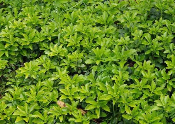 Pachysandra terminalis