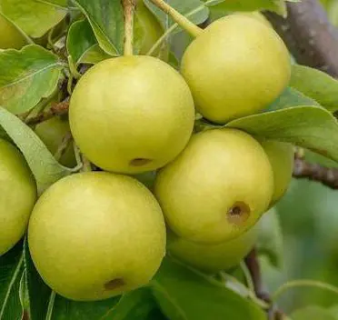 Pear Nashi 'Nijisseiki'