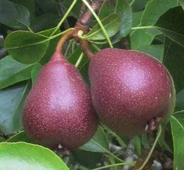 Pear 'Red Bartlett'.