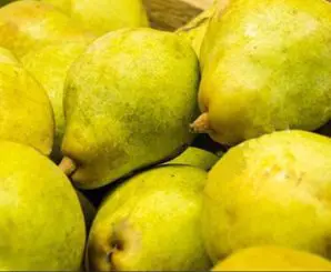 Pear 'Taylors Gold'