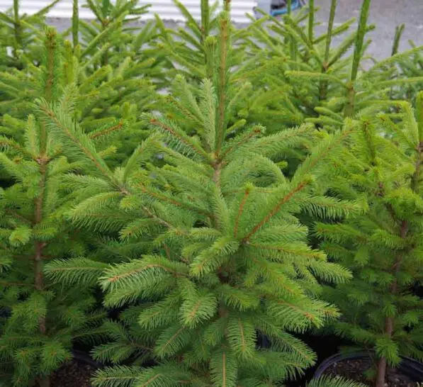 Picea abies
