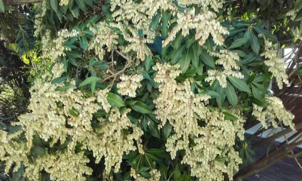 Pieris 'Wakehurst'