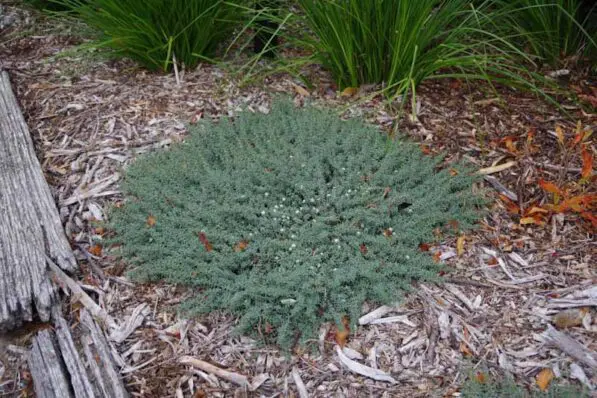 Pimelea 'Anotoki Blue'