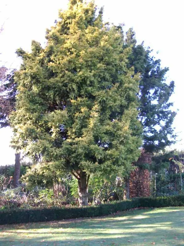 Podocarpus totara 'Aurea'