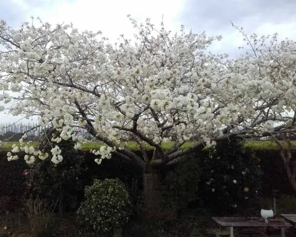 Prunus 'Shirotae' 180 std.