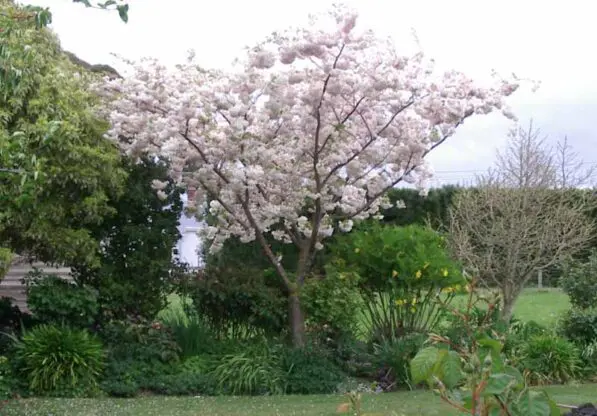 Prunus 'Shimidsu Sakura' 150 std
