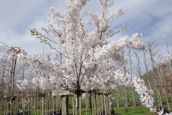 Prunus x yedoensis 180 std