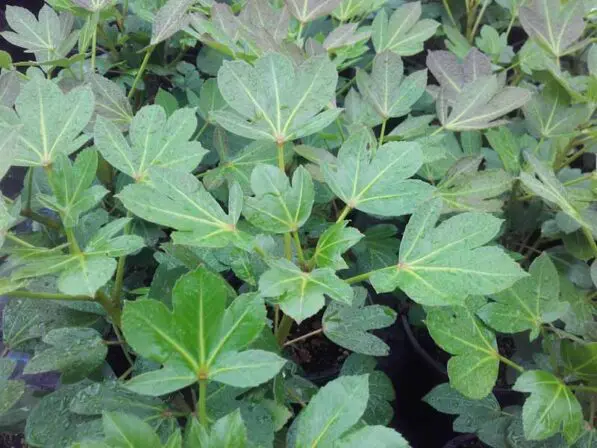 Pseudopanax 'Cyril Watson'
