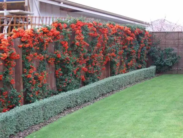Pyracantha 'Brilliant'