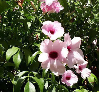 Pandorea jasminoides 'Rosea'