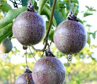 Passiflora edulis 'Black Beauty'