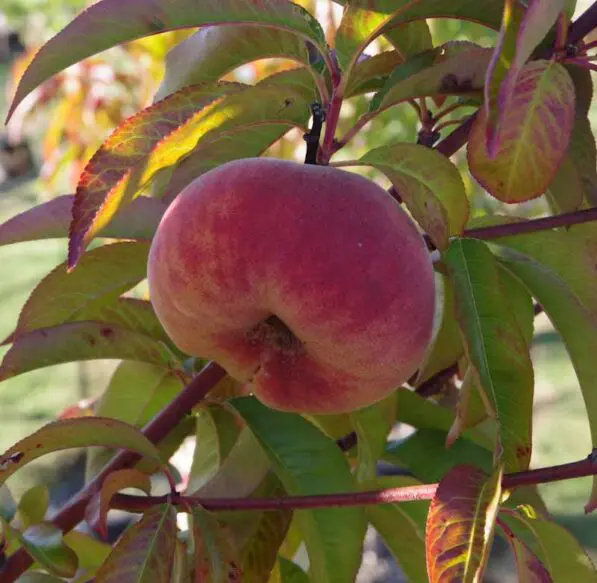 Peach Flatto 'Sweet Bonnet' TM