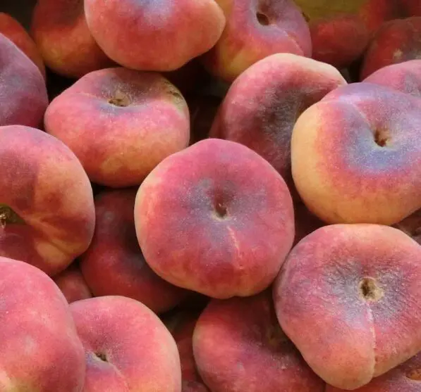 Peach Flatto 'Sweet Cap' TM