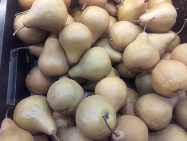 Pear 'Beurre Bosc'