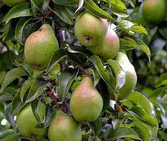 Pear 'Doyenne du Comice'