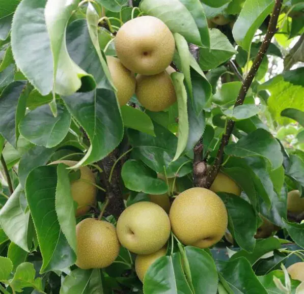 Pear 'Nashi Hosui'