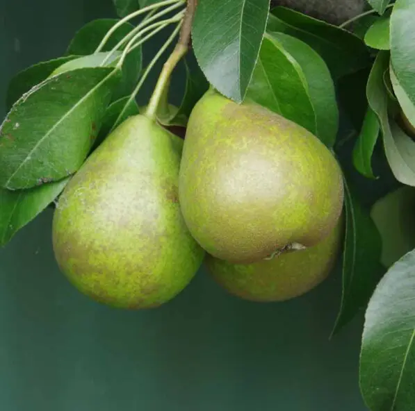 Pear 'Winter Cole'