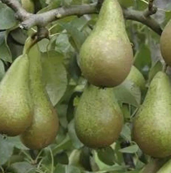 Pear 'Conference'