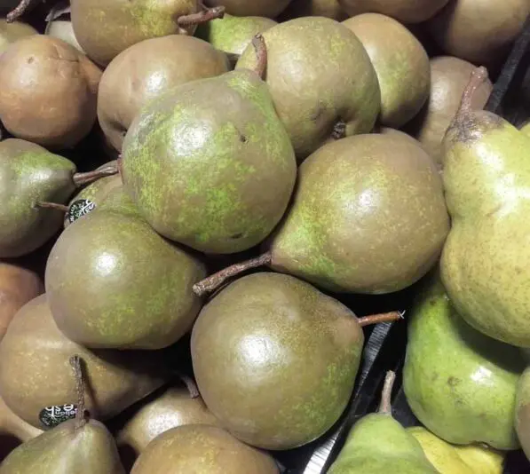 Pear 'Winter Nelis'