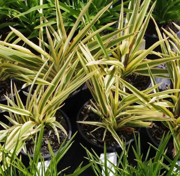 Phormium 'Janet'