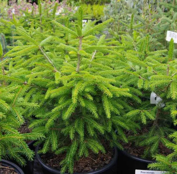 Picea orientalis