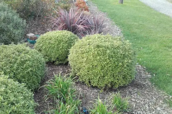 Pittosporum 'Green Ball'
