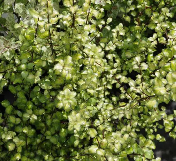 Pittosporum 'Tandara Gold'